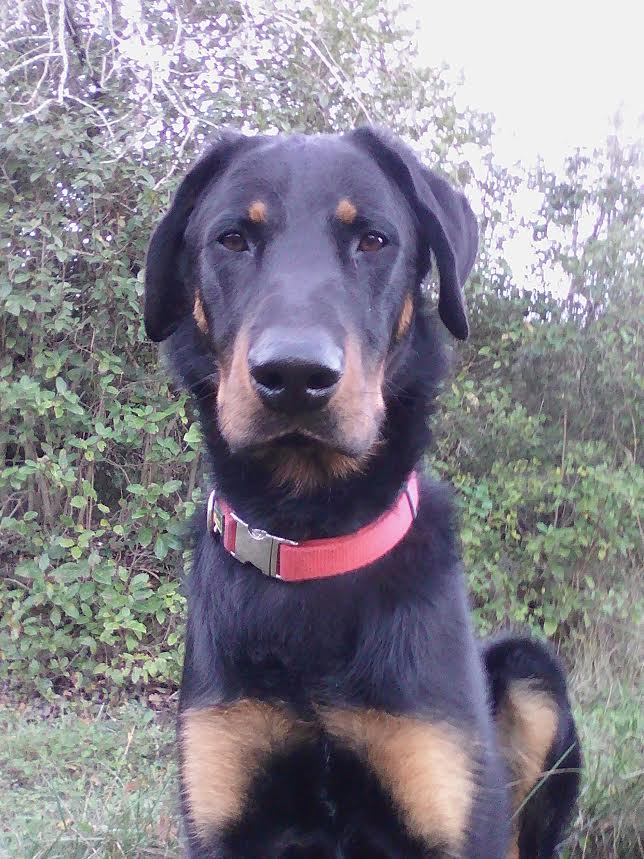 domainedelalicorne.fr photo chien beauceron photo chiot beauceron Elevage de beauceron chiot beauceron pure race élevage du clos de la licorne elevage des gardiens de la licorne elevage beauceron noir et feu authentique gros gabarits élevage de Beauceron familial sérieux et qualité domainedelalicorne.fr suivi des chiots conseil d’éducation chiot propre bas rouge santé caractère spécialiste du beauceron noir et feu ou arlequin chien rustique berger de France  nos chiots sont élevés avec amour et attention notre passion au service de la qualité Beauceron de qualité et sportif domaine de la licorne 04380 BARRAS élevage en liberté éleveur berger de beauce élevage de beauceron de travail 06 11 20 51 93 site domainedelalicorne.fr mail domainedelalicorne@gmail.com
